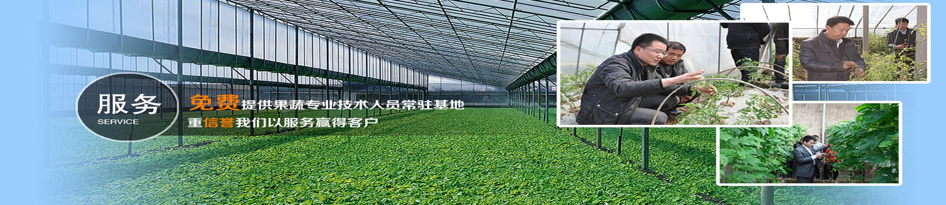 大棚蔬菜种植技术培训师资力量