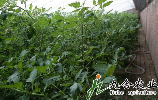 砖墙体日光温室