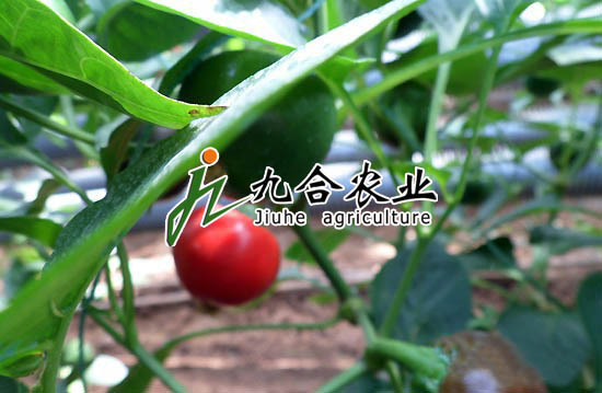 砖墙体日光温室