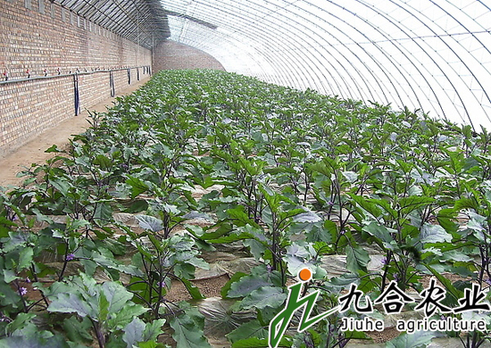 全钢架日光温室
