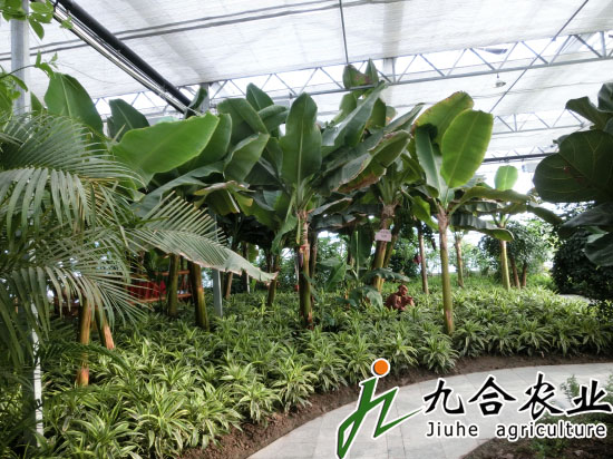 江苏如皋现代农业生态园（PC板智能连栋温室）