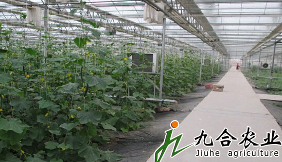 安徽亳州年丰蔬菜种植园（PC版连栋智能温室）