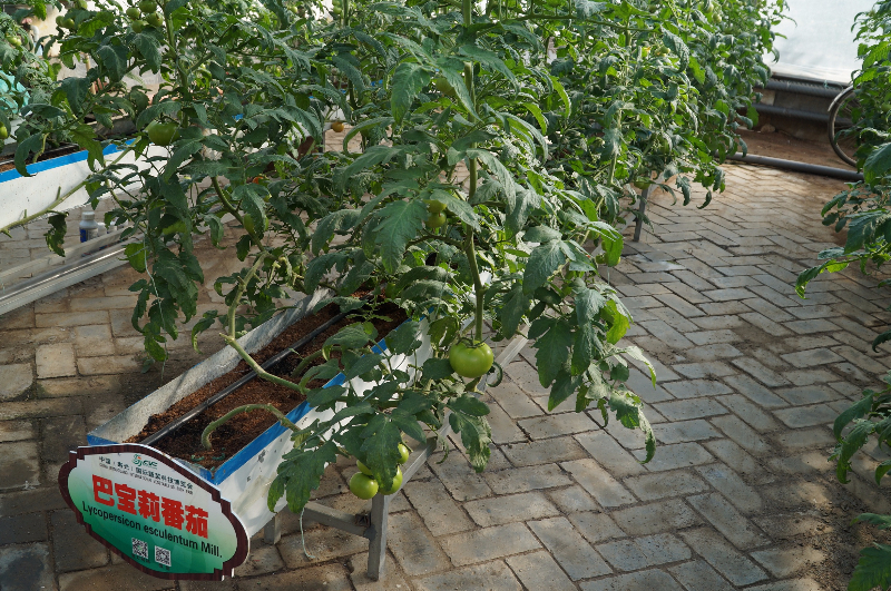 智能温室内的无土栽培番茄