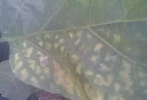 茄子叶子上严重的白点