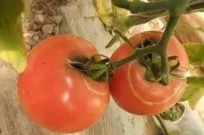 西红柿环裂果