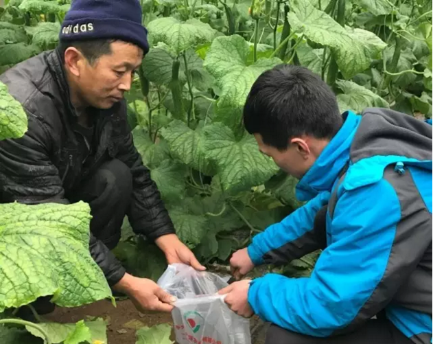 正在大棚黄瓜根部取土