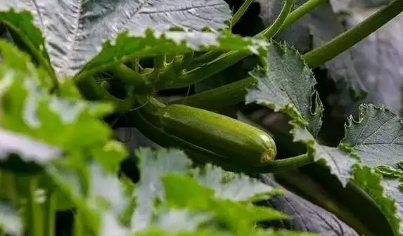 大棚西葫芦