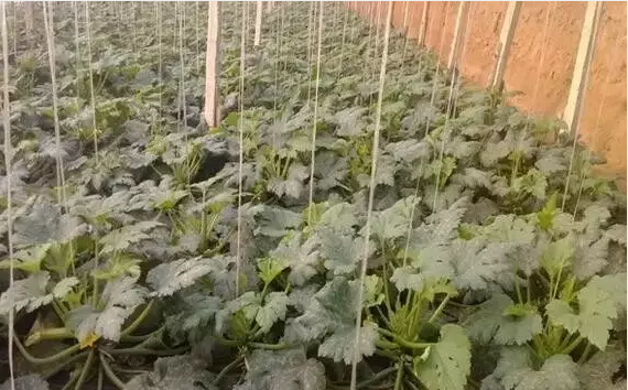 西葫芦植株