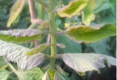 菜茎