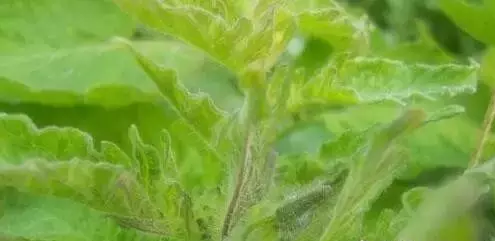 大棚菜叶