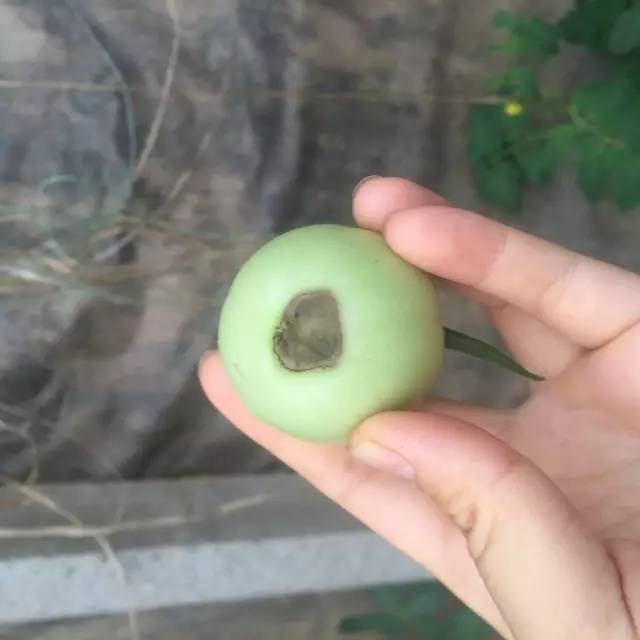 番茄脐腐病—生育阶段