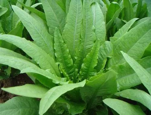 冬季大棚·油麦菜