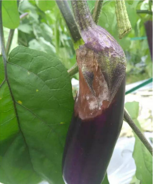 茄子绵疫病，又称烂茄子