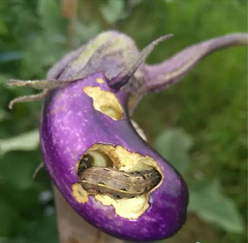 棉铃虫是茄果类蔬菜的主要害虫