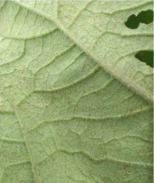 蓟马是一种靠吸取植物汁液为生的昆虫，幼虫呈白色、黄色、或橘色，成虫则呈棕色或黑色。进食时会造成叶子与花朵的损伤