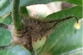 病菌多先从残留的柱头或花瓣侵染