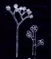 病原为灰葡萄孢Botrytis cinerea Pers.，属半知菌亚门葡萄孢属