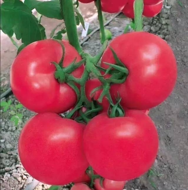 番茄点花和喷花虽然方式不一样，但是却有异曲同工之处