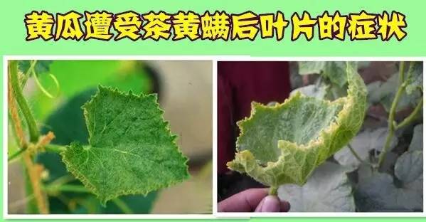 茶黄螨的卵多散产在嫩叶背面和嫩果凹洼处