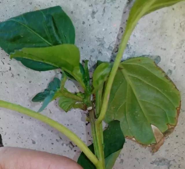 首先要注意检查苗子是否带病带虫
