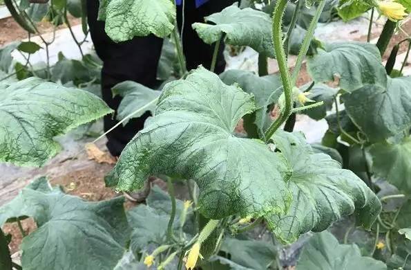 因营养供给不足出现了叶片小、蜷曲