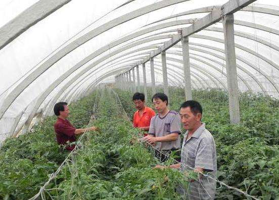 合理点花留果