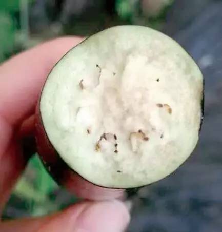 掰开果实后里面的果肉发黑