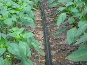 微灌使用不当 蔬菜缺水缺肥