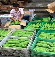 苦瓜