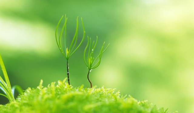 种植行根较大、根系较集中的蔬菜