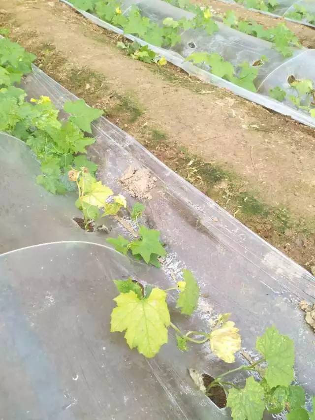 雾霾天气植株生理活动受到了严重影响