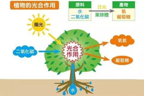 弱光情况下，光合作用降低