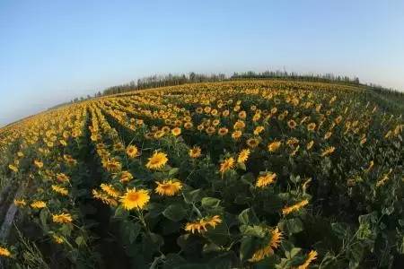 设施农业已经成为农民增收，现代化农业的发展必不可少的部分
