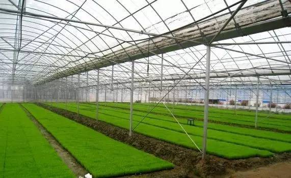 设施农业的提倡光合作用和无公害种植技术