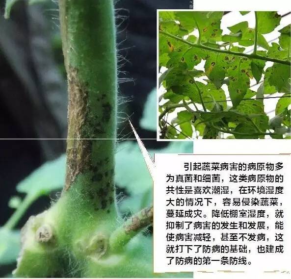 真细菌病害辨别