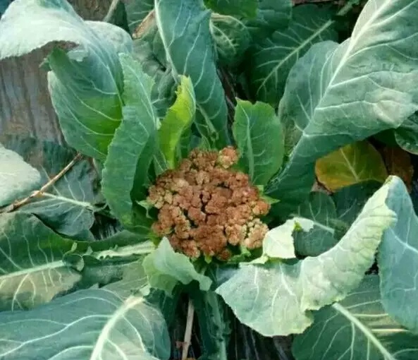 花球中心凹陷变成干褐色