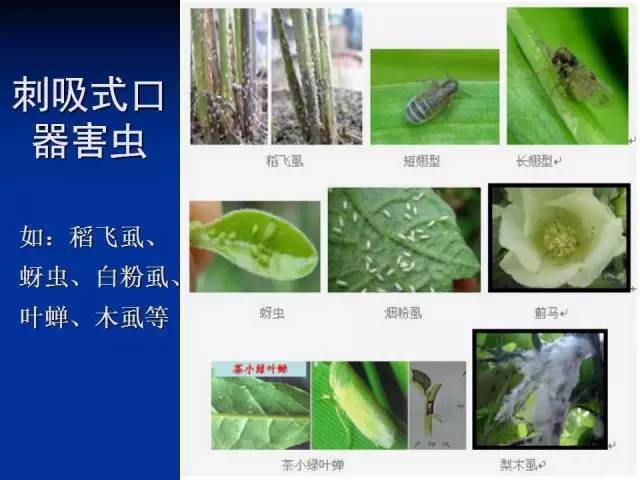 刺吸式口器害虫