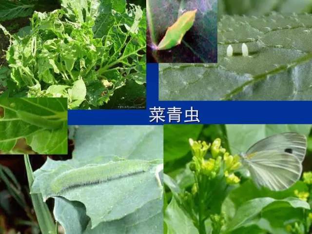 菜青虫
