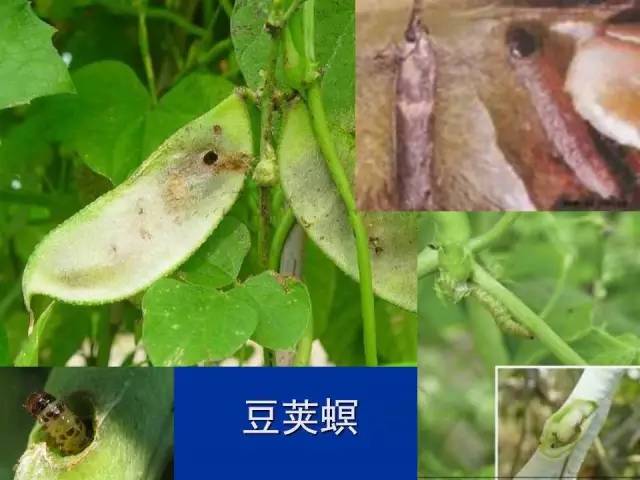 豆荚螟