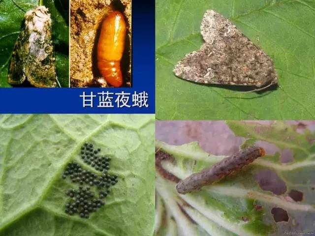 甘蓝夜蛾