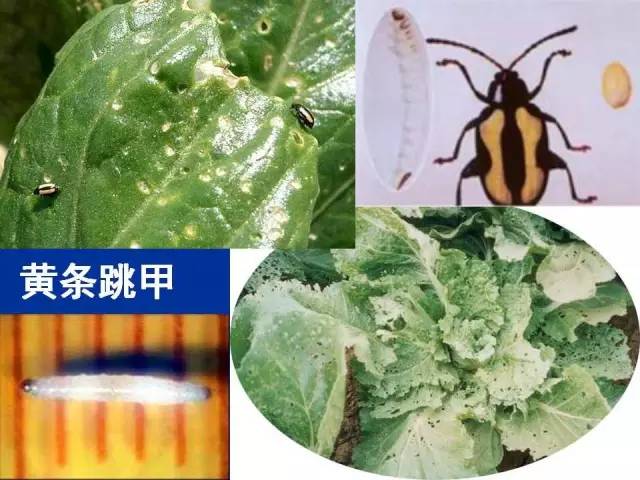 黄条跳甲
