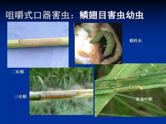 咀嚼式口器害虫：鳞翅目害虫幼虫