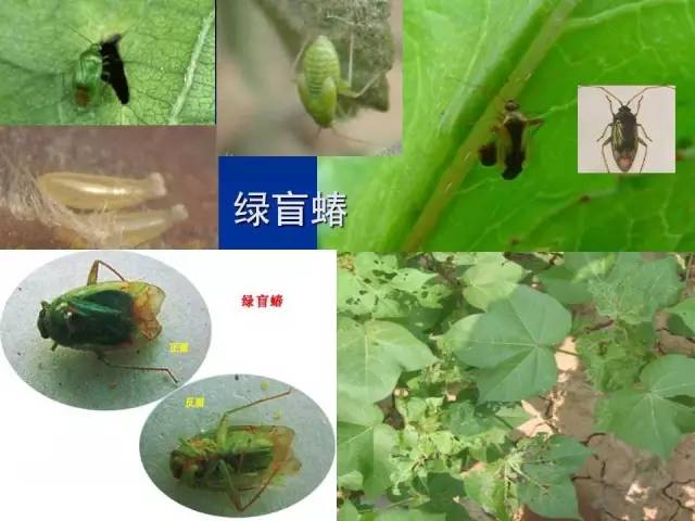 绿盲蝽