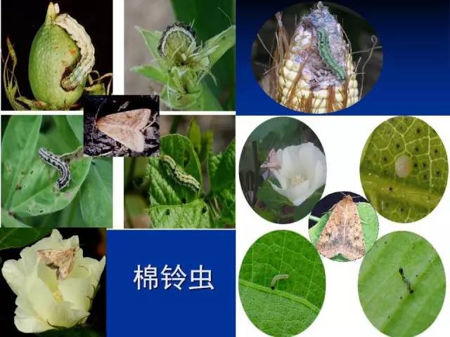 棉铃虫