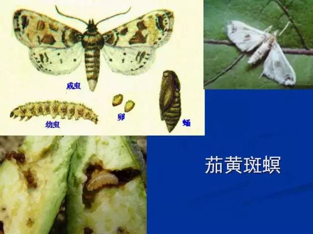 茄黄斑螟