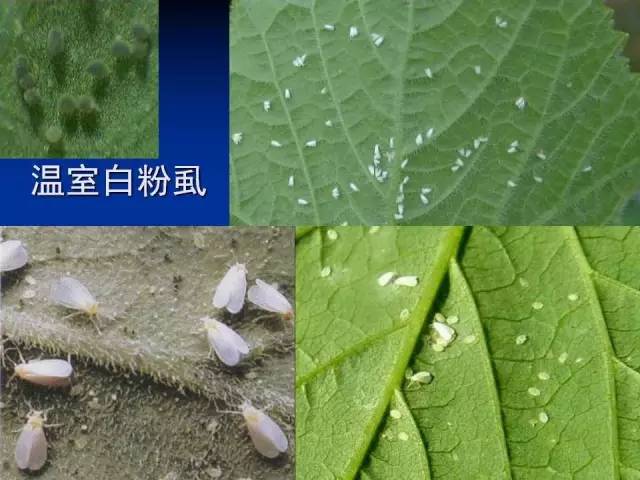 温室白粉虱