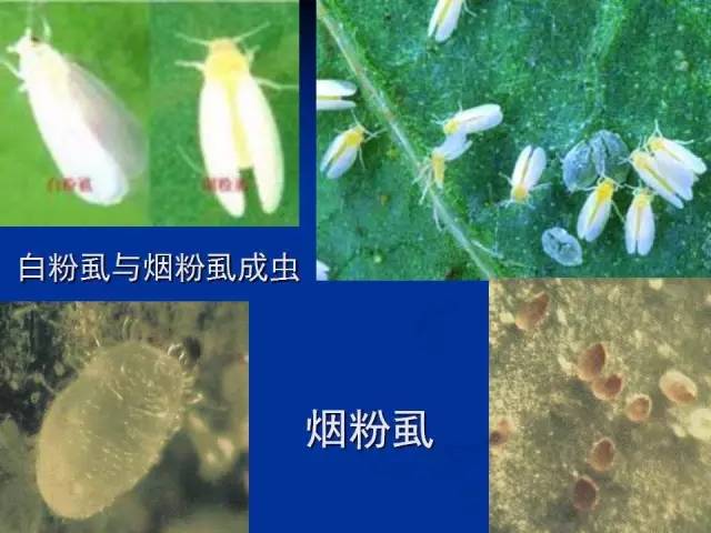 烟粉虱