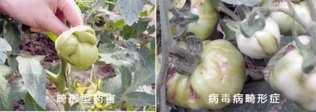 畸形型药害与病毒病畸形症