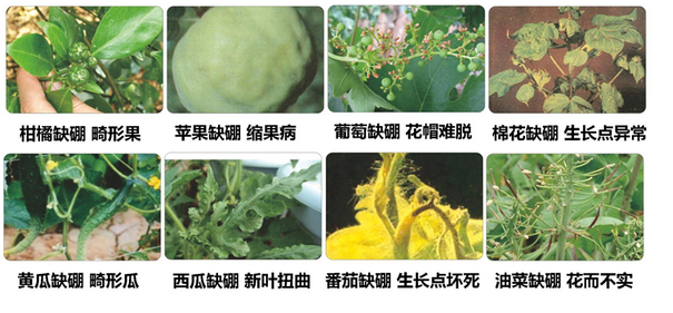 缺硼