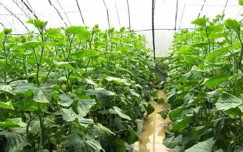 科学的水分管理是获得高产优质蔬菜的一项重要栽培技术
